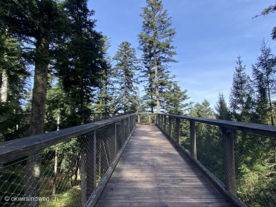 2_Hochweg-Baumwipfelpfad_Scjwarzwald_Bad-Wildbad