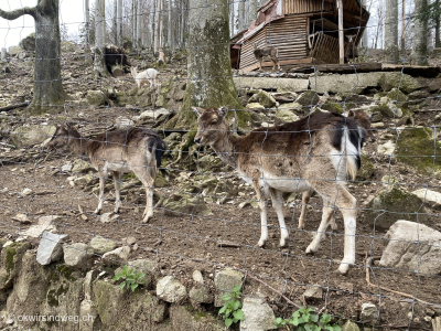 Steinwasen-Park-Tierpark