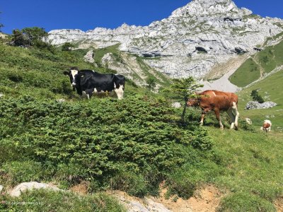 Kühe-machen-Wanderen-Mühe