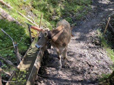 Kuh-und-du-Wandertipps