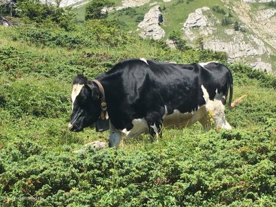 Wanderer-begegnet-Kuh