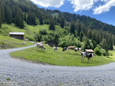 Liebe-Kühe-agressive-Kühe