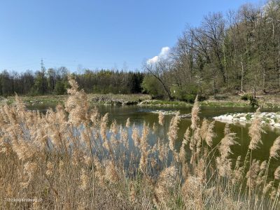 Flusswanderung-an-Aare-Schönenwerd