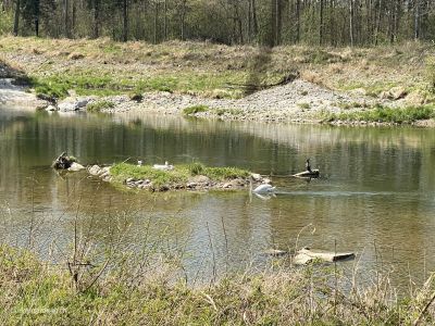 Flusswanderung an Aare Niedergösgen