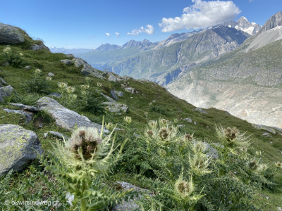 Distel-Aletsch-Gletscher-Berggebiet-Wallis