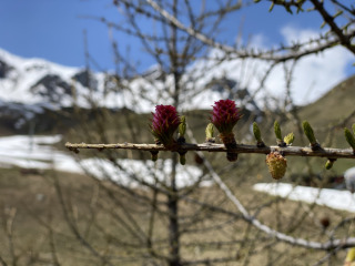 Laerchenknospen-Laerchenzapfen-Laerchenast