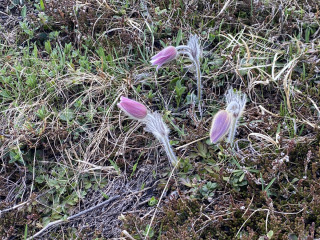 Berg-Anemone-Kuechenschelle-Pulsitella-Montana-Engadin