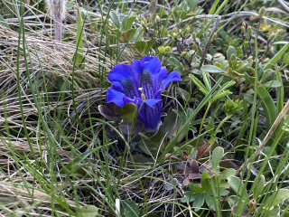 Enzian-Blaue-Blume-Engadin