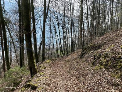 Wanderweg-zwischen-Brienz-und-Oberried