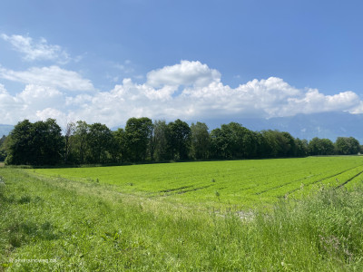 Wiesen-im-Liechtenstein