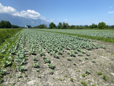 Salatfelder-Agrarfelder-Schaan