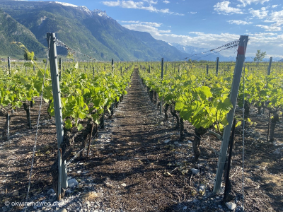 Weinrebenwanderung_Wallis_Chamoson