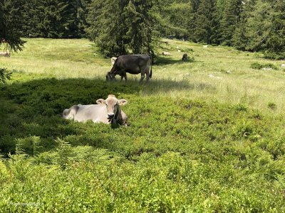 Kuh-im-Berner-Oberland