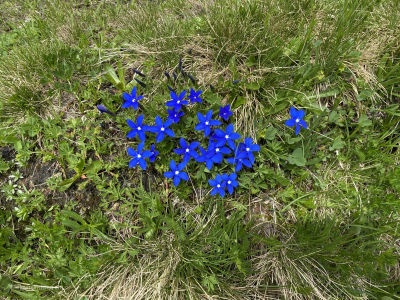 Grindelwald-Blaue-Schlauch-Enzian