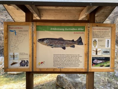 Infotafel-Fische-Reuss