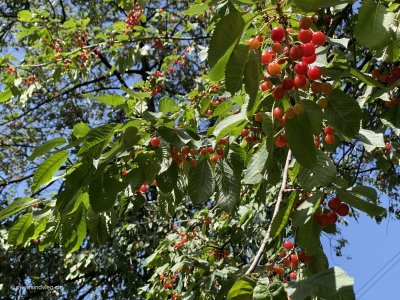 Rundwanderung-Wanderung-wilde-Kirschen