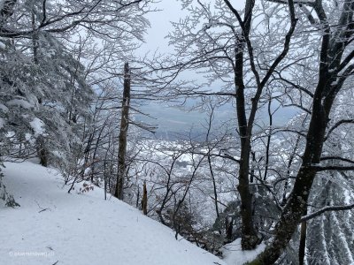 Balsthal-Weissenstein-Jura-Hoehenwanderung-verschneite-Baeume