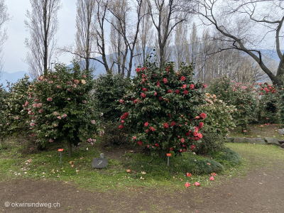 Kamelienpark-Parc-Camelien