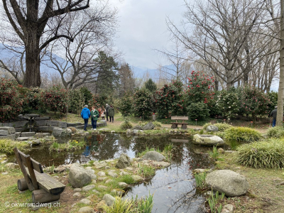 Kamelienpark-Camelien-Blumenshow