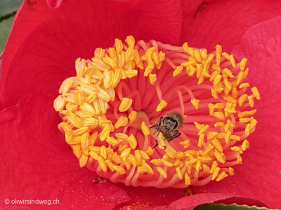 Bienen_und_Insekten-lieben-Kamelien-Camelien