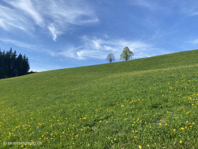 Typische-Wiese-im-Emmental