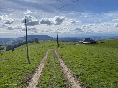 Gruene-Wiese-Wanderung-Freiburg