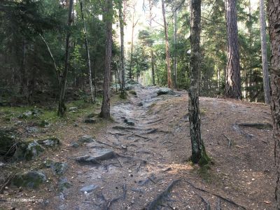 Wanderweg-im-Pfynwald