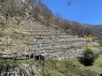 Rebberg-zwischen-Cevio-und-Someo