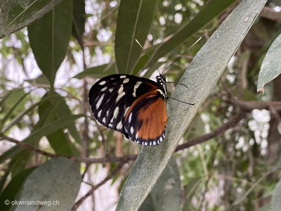 11-Schmetterling-Papiliorama