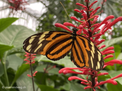 13-Farbenfroher-Schmetterling