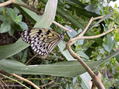 15-Papiliorama-Schmetterling