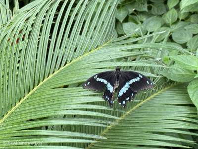 16-Super-Erlebnis-Papiliorama