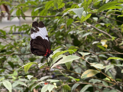 18-Naturwunder-Schmetterling