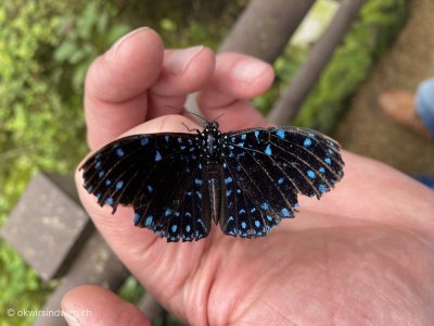 20-Schmetterling-auf-der-Hand