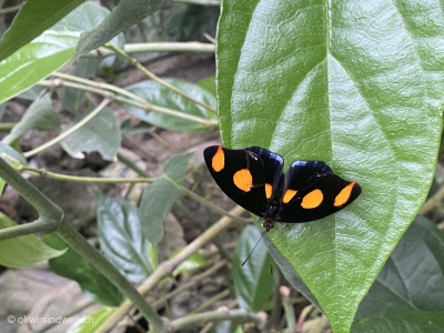 23-Schmetterling-auf-gruenem-Blatt