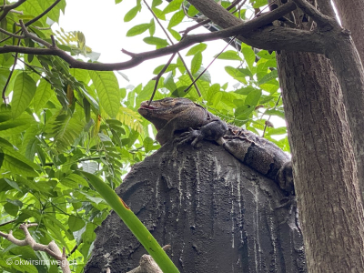 9-Gemeiner-Schwarzleguan-gut-getarnt