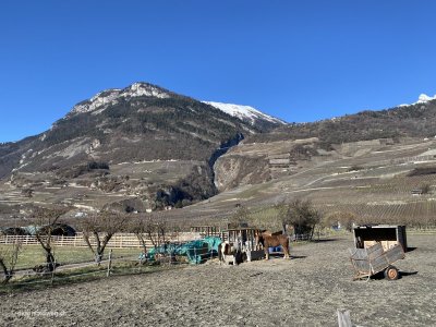 Saillon_Wanderung_Weinberge