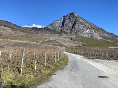 Wallis_Weinreben_Wanderung