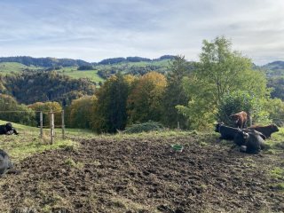 Wanderweg-Wandertipp-Ausflug-Steffisburg-Thun