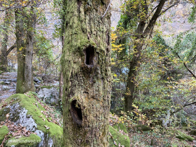 Baum-mit-Spechtloecher