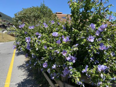 Blumen-im-Unterwallis-Nord