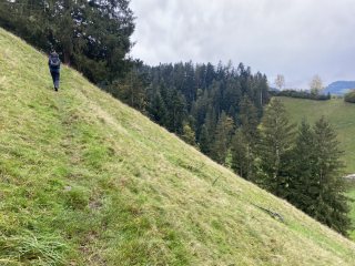 Bergwiese-oberhalb-Trubschachen