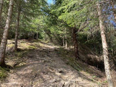 Unteriberg_Waldweg