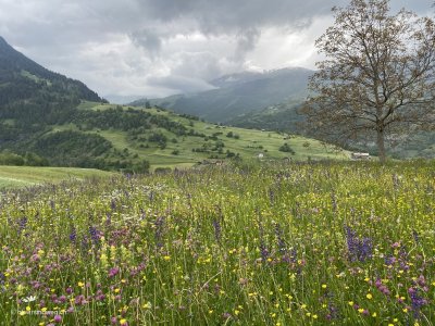 Bergwiese_Graubuenden_Schweiz