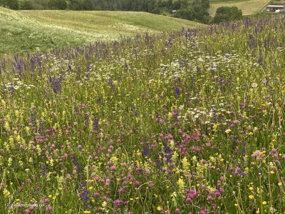 farbenbraechtige_bergwiese