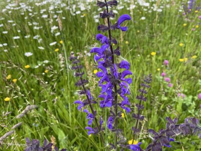 Wiesensalbei_Wiesen_Salbei