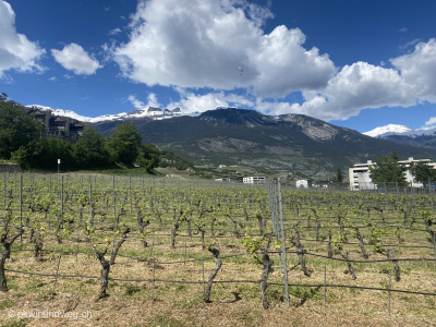 Weinreben-Sierre