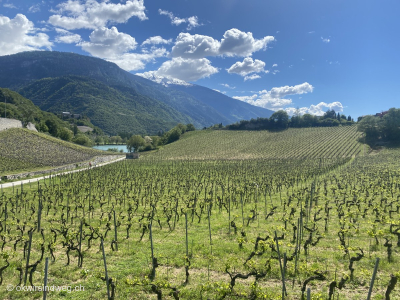 Weinreben-Trauben-Sierre_Wanderung