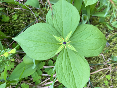 Einbeere-Wunderschoene-Pflanze-giftig-Blume-des-Jahres-2022-Germergewaechs