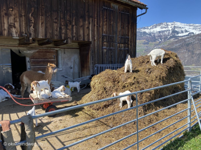 15_Bauernhof-Walensee-mit-Ziegen-Alpaka